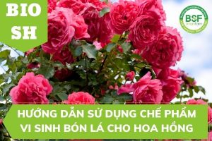 Hướng Dẫn Sử Dụng chế phẩm vi sinh bón lá cho hoa hồng và cây cảnh BIO SH